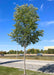 A young Espresso Kentucky Coffee Tree grows in a parking lot island, seen with green leaves, and a rugged trunk, against a bright blue sky.