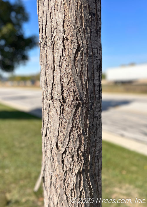 Closeup of furrowed trunk.