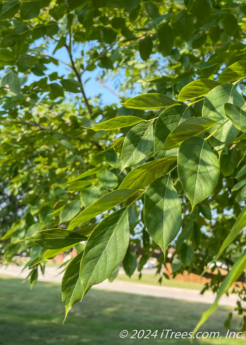 Closeup of smooth green leaves.