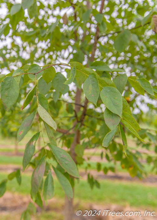Closeup of smooth green leaves.