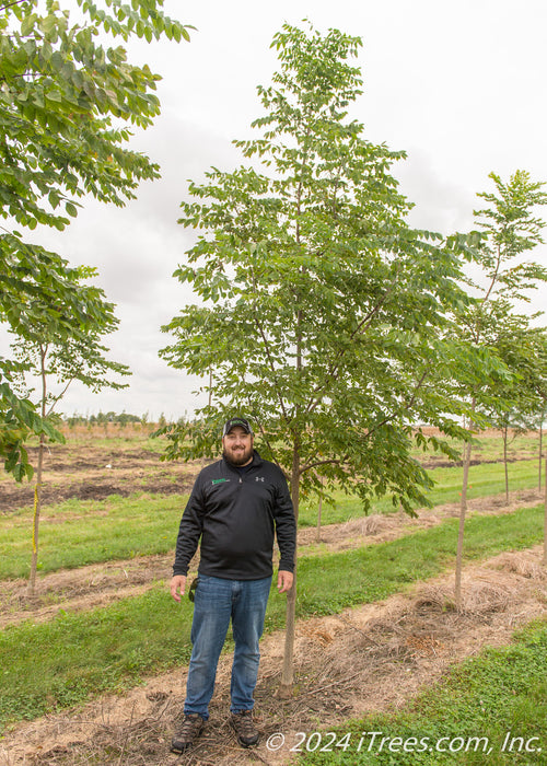 Espresso Kentucky Coffee Tree in the nursery with a person standing nearby  and their should is at the lowest branch.