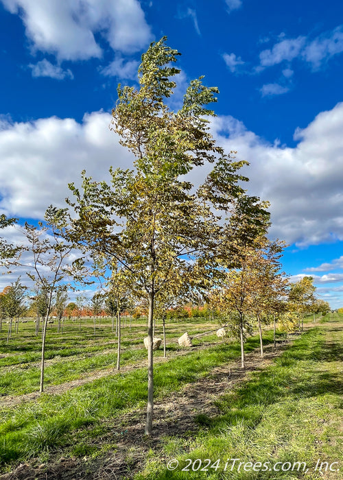 A row of Espresso Kentucky Coffee Trees grow in the nursery.