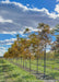 A row of Espresso Kentucky Coffee Trees with fall color growing at the nursery.