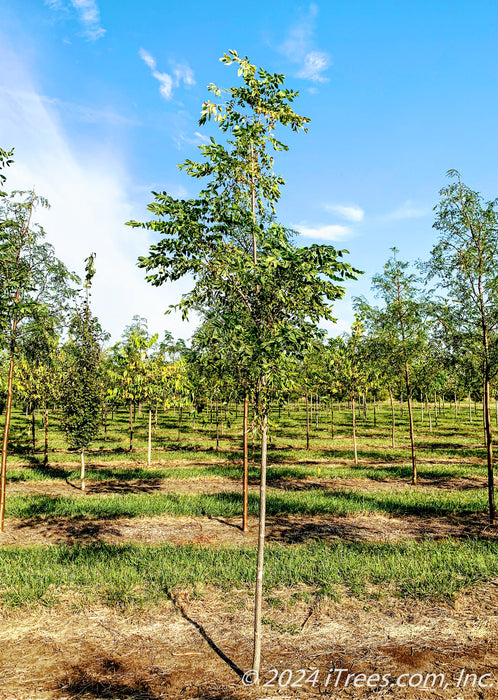 Espresso Kentucky Coffee Tree in the nursery.