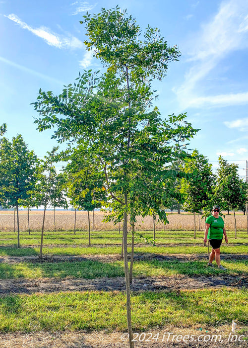 An Espresso Kentucky Coffee Tree grows in the nursery with green leaves.