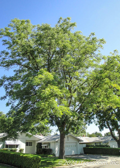A mature Espresso Kentucky Coffee Tree Planted in the front yard of a home.