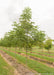 Kentucky Coffee Trees grow in a row at the nursery with green leaves, grass strips between rows of trees, and grey cloudy skies.