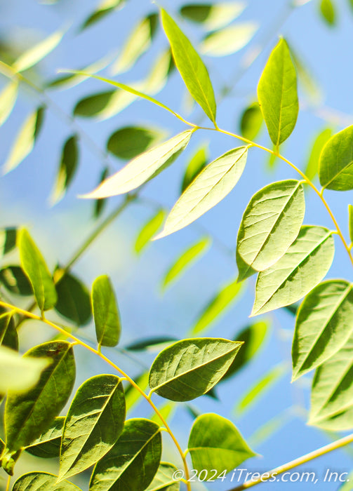 Closeup of the underside of small oval leaves.