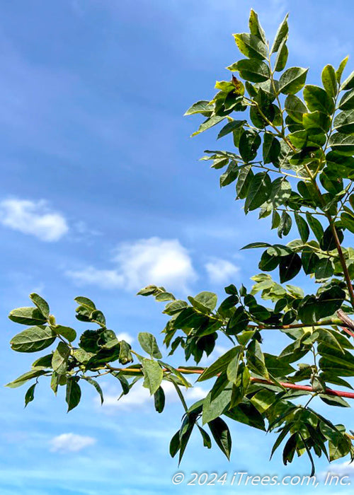 Closeup of green leaves.