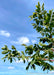 Closeup of green leaves.