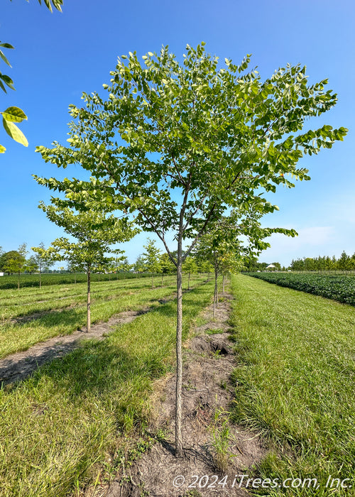 Skinny Latte Coffee Tree growing at the nursery with green leaves.