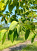 Closeup of green leaves.