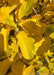 Closeup of the above view of Vernal Witchhazel's large leaves showing its green color changing to a bright yellow-gold.