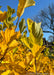 Closeup of the backsides of Vernal Witchhazel's large leaves in autumn, showing the leaves veins, and green color changing to yellow-gold.