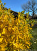 A closeup profile view of Vernal Witchhazel's upward sweeping branches in bright green changing to yellow-gold.