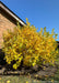A Vernal Witchhazel growing in a landscape bed near a house, showing its round canopy covered in large green leaves transitioning to a bright yellow-gold.