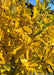 Closeup view of Vernal Witchhazel branches covered in changing leaves from green to yellow-gold.