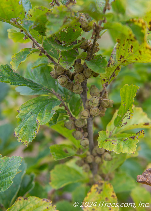 Closeup of a branch coated in seed capsule and green leaves.