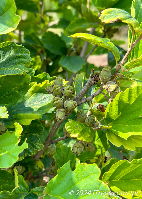 Closeup of green leaves.