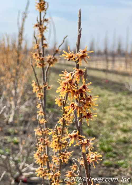 Closeup of early spring flowers.