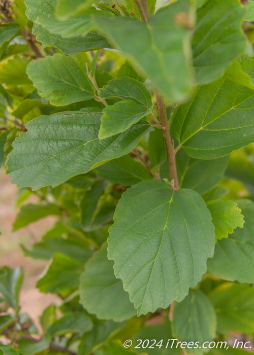 Closeup of broadly toothed medium green leaves.
