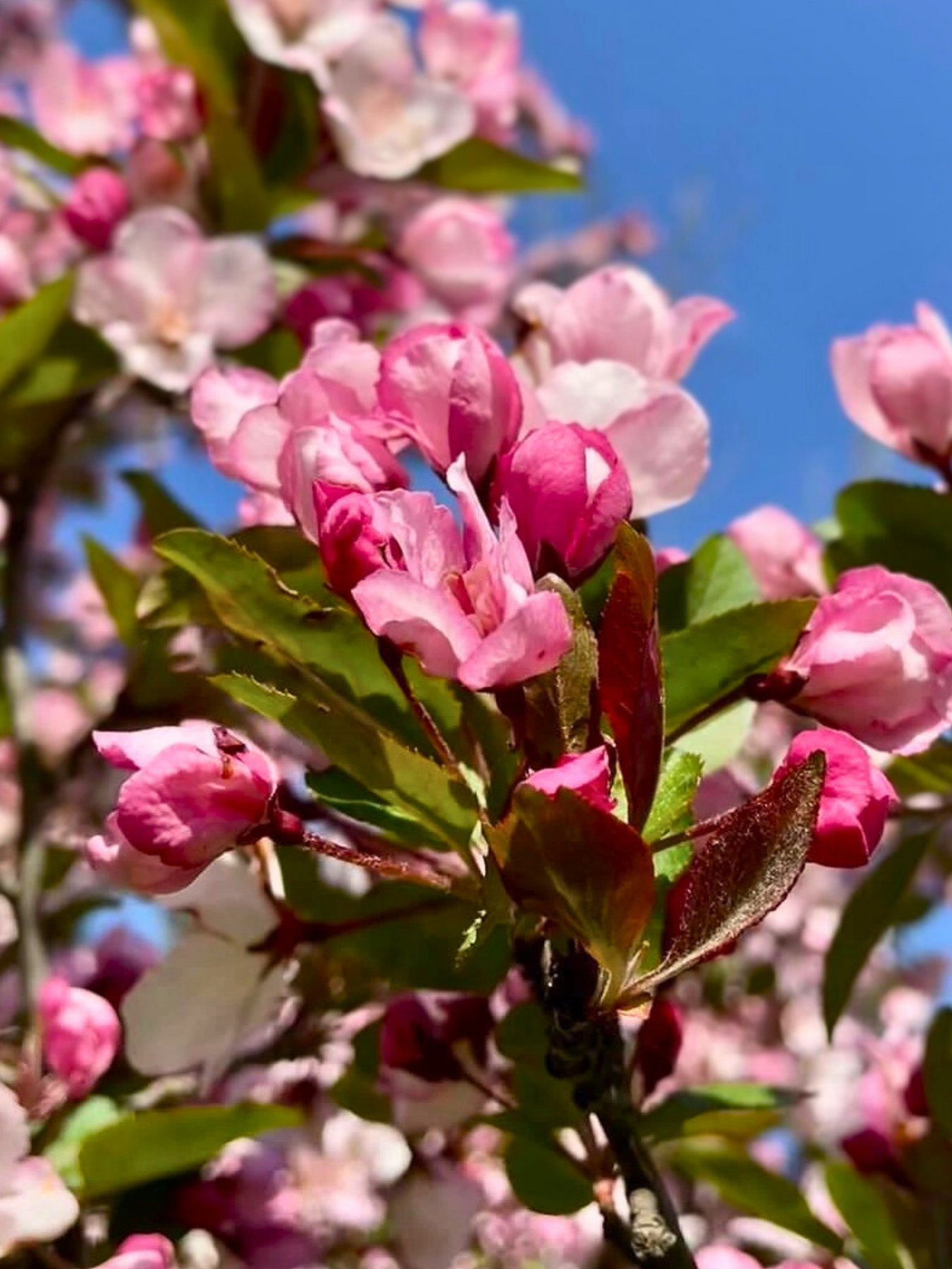 Closeup of pink flowering crabapple flowers and their bronze-green leaves newly emerging with a bright blue sky in the background.