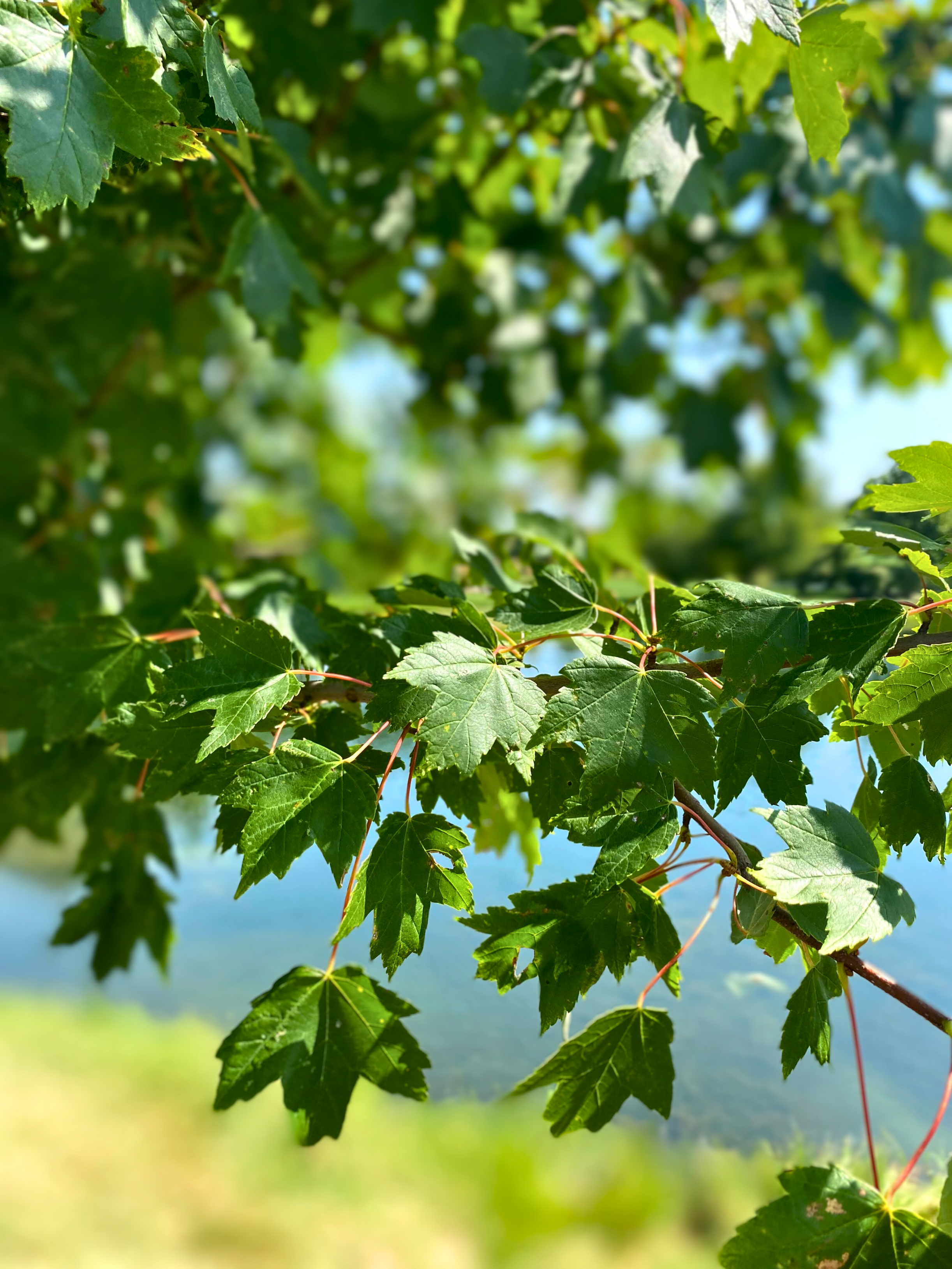 Tree Planting | Trees for Sale | Buy Direct from Farm with Delivery