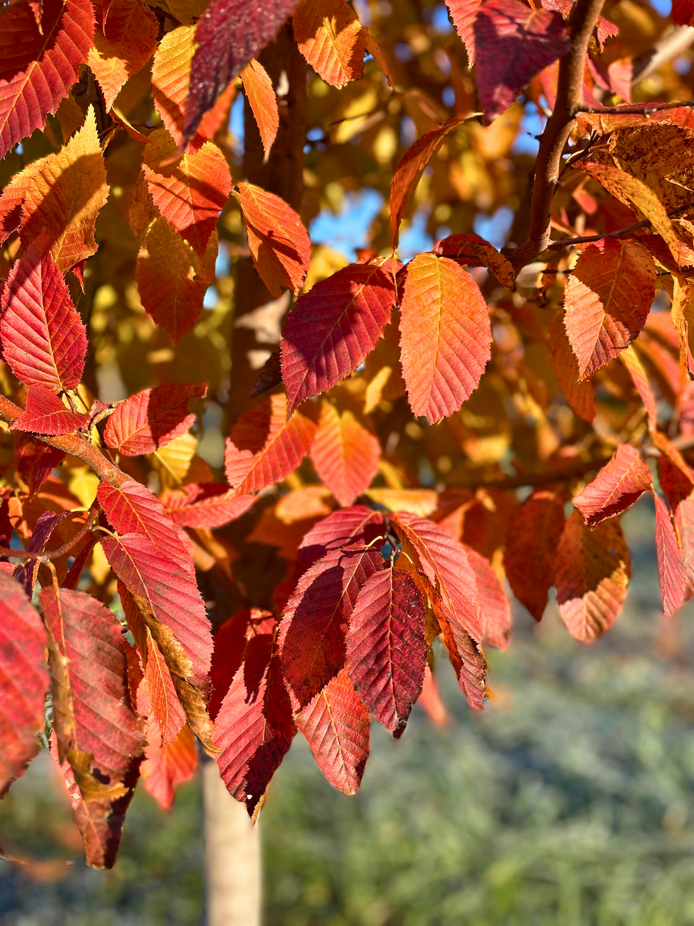 A closeup of American Hornbeam's bright red-orange serrated leaves.