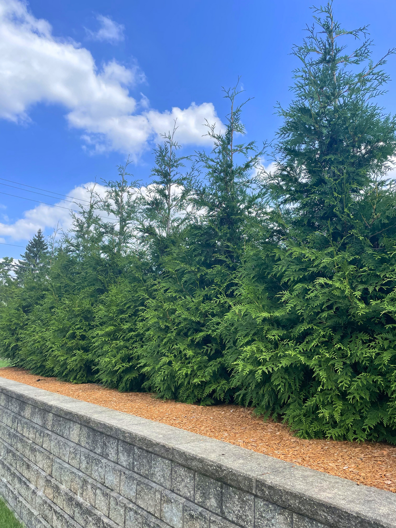 A straight row of newly planted Green Giant Arborvitae are planted in a wide, landscaping retaining wall bed for privacy and screening, a bright blue sky with clouds is in the background. 