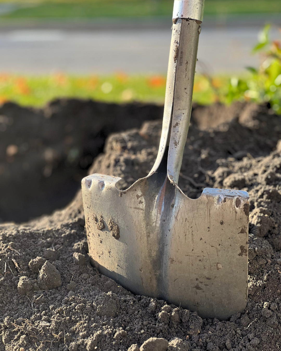 A shovel in the dirt near a hole where a tree is to be planted.