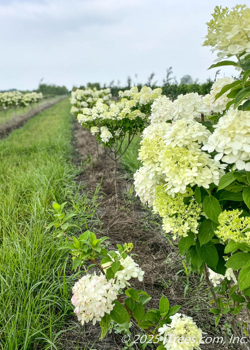 Limelight Hydrangea tree form with green leaves and conical panicles of lime-green to white flowers on upright sweeping branches. 