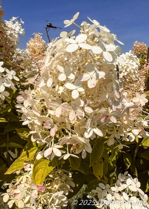 Closeup of crisp white flowers changing to a blush dark pink with green leaves beginning to change their fall color.