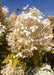 Closeup of crisp white flowers changing to a blush dark pink with green leaves beginning to change their fall color.