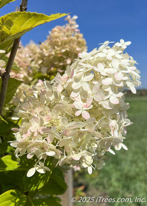 Closeup of conical shaped panicle of white flowers, with blush dark pink on the edges of the flower petals.