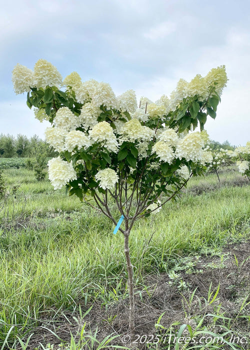 Limelight Hydrangea tree form with green leaves and conical panicles of lime-green to white flowers on upright sweeping branches. 