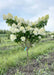 Limelight Hydrangea tree form with green leaves and conical panicles of lime-green to white flowers on upright sweeping branches. 