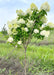 Limelight Hydrangea tree form with green leaves and conical panicles of lime-green to white flowers on upright sweeping branches. 