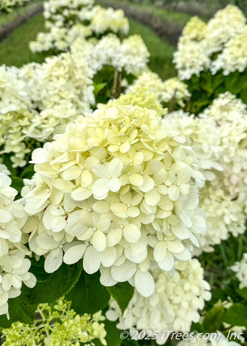 Closeup of large panicle of lime-green to creamy-white flowers and green leaves.