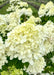 Closeup of large panicle of lime-green to creamy-white flowers and green leaves.