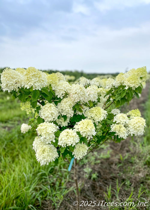 Limelight Hydrangea tree form with green leaves and conical panicles of lime-green to white flowers on upright sweeping branches. 