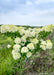 Limelight Hydrangea tree form with green leaves and conical panicles of lime-green to white flowers on upright sweeping branches. 