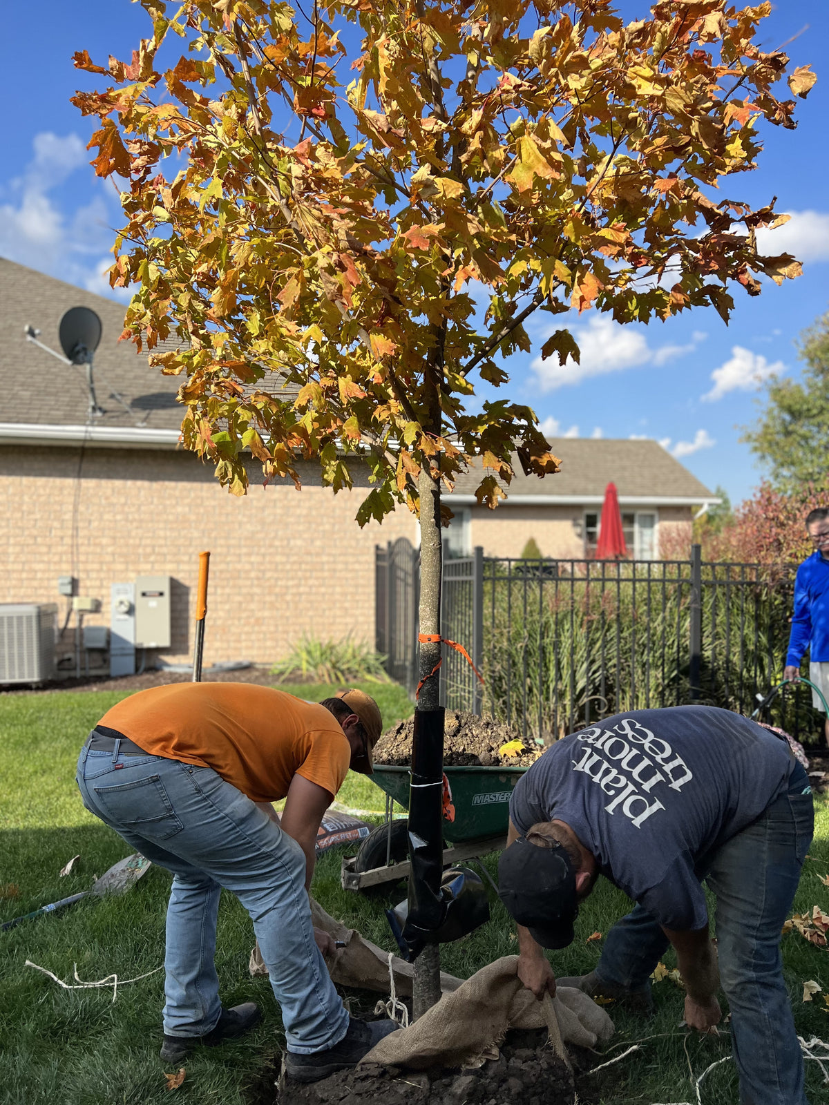 native villageネイティブビレッジShade of a tree 3616_72_Zelkova_s.