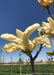 A closeup of the underside of newly opened yellow magnolia flower.