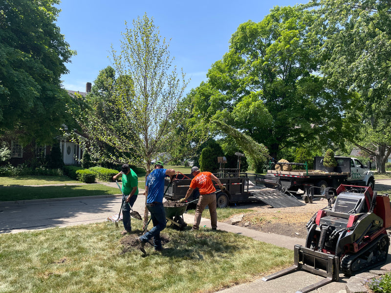 The iTrees.com crew is seen planting a River Birch in the parkway of a Chicago residential street, in the spring time.