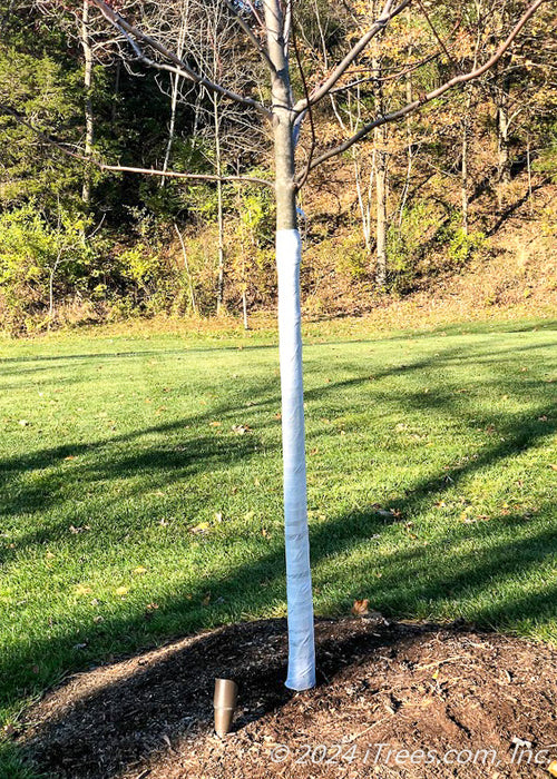 A newly planted Autumn Blaze Maple in fall without leaves, shown with tree wrap from the bottom of the trunk going up to the lowest branch.