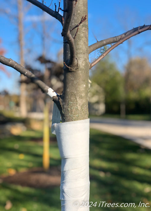 Closeup of lower branching of a newly planted tree, shown with tree wrap going up to the lowest branch.