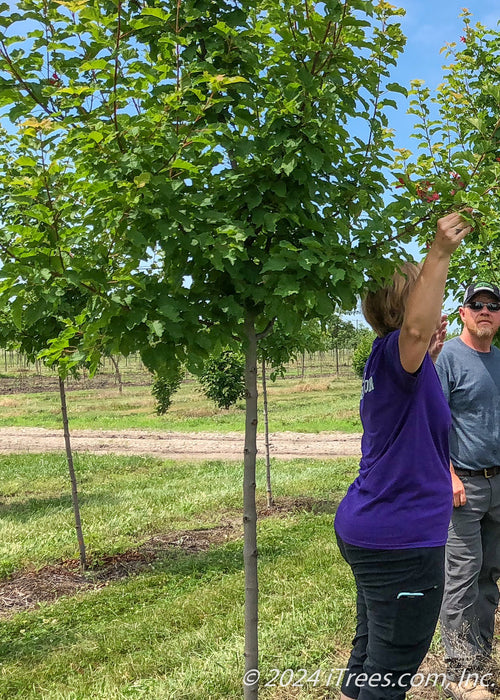 Hot Wings Maple with red winged samaras with the nursery growers standing next to it. Their shoulders are at the lowest branch as one nursery grower reaches up to hold onto a samara.