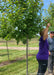 Hot Wings Maple with red winged samaras with the nursery growers standing next to it. Their shoulders are at the lowest branch as one nursery grower reaches up to hold onto a samara.