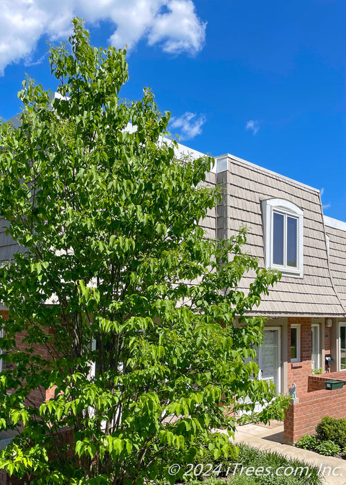 Ivory Silk Lilac planted near the front entrance of a townhome for beauty, privacy and screening.