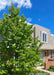 Ivory Silk Lilac planted near the front entrance of a townhome for beauty, privacy and screening.